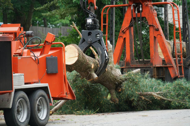 How Our Tree Care Process Works  in  Ada, OH