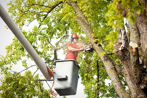 Best Leaf Removal  in Ada, OH